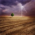 Lone tree and lightning Royalty Free Stock Photo