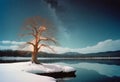 Lone Tree with Lights on Snowy Island Reflected in Lake Royalty Free Stock Photo