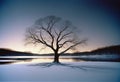 Lone Tree with Lights on Snowy Island Reflected in Lake Royalty Free Stock Photo
