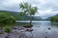 The lone tree at Llanberis Lake in Snowdonia National Park on overcast day