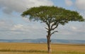 Lone tree with lone bird in savannah Royalty Free Stock Photo