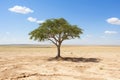 a lone tree in the middle of an arid landscape