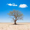 a lone tree in the middle of an arid landscape