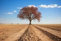 a lone tree in the middle of a barren field Royalty Free Stock Photo