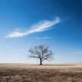 a lone tree in the middle of a barren field Royalty Free Stock Photo