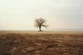 a lone tree in the middle of a barren field Royalty Free Stock Photo