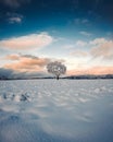 Lone tree in the middle of a field covered with snow in winter Royalty Free Stock Photo