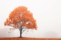 a lone tree in the middle of a foggy field