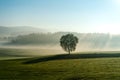 A lone tree in the middle of a meadow in a European countryside morning, the background is pine trees Royalty Free Stock Photo