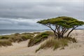 A lone tree in the middle of the sand dunes Royalty Free Stock Photo