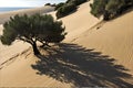 A lone tree in the middle of the sand dunes Royalty Free Stock Photo