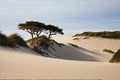 A lone tree in the middle of the sand dunes Royalty Free Stock Photo
