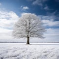 a lone tree in the middle of a snowy field Royalty Free Stock Photo