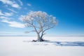 a lone tree in the middle of a snowy field Royalty Free Stock Photo