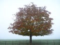 Lone Tree in Mist in the Countryside Royalty Free Stock Photo