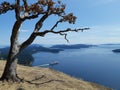 Lone tree on Mount Galiano on Gulf Islands Royalty Free Stock Photo