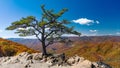 Lone tree on mountain cliff with fall foliage in Shenandoah Valley Royalty Free Stock Photo