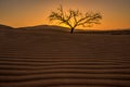 Lone tree in the Namib desert of Namibia