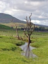 A lone tree near Hawes village in the Yorkshire Dales