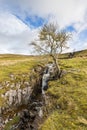 Lone tree next to a cascade Royalty Free Stock Photo