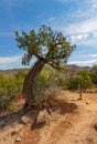 A lone tree next to a hiking and biking trail in Palo Duro Canyon State Park