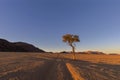 Lone tree next to jeep tracks Royalty Free Stock Photo