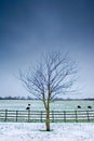 Lone tree next to a wintery field with black sheep Royalty Free Stock Photo