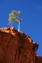 Lone Tree - Ormiston Gorge, Australia