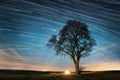Lone tree over night sky with star trails Royalty Free Stock Photo