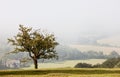 Lone tree overlooking a misty valley in autumn Royalty Free Stock Photo