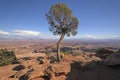 Lone Tree Panorama