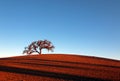 Lone Tree in Paso Robles Wine Country Scenery Royalty Free Stock Photo