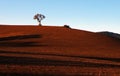 Lone Tree in Paso Robles Wine Country Scenery Royalty Free Stock Photo