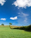 Lone Tree in Paso Robles Wine Country Scenery Royalty Free Stock Photo