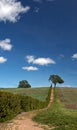 Lone Tree in Paso Robles Wine Country Scenery Royalty Free Stock Photo