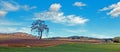 Lone Tree in Paso Robles Wine Country Scenery Royalty Free Stock Photo