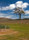 Lone Tree in Paso Robles Wine Country Scenery Royalty Free Stock Photo