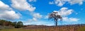 Lone Tree in Paso Robles Wine Country Scenery Royalty Free Stock Photo