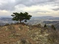 A lone tree on the peak of a Colorado Mountain