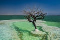 Dead Tree in the Sea of Life