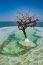 Dead Tree in the Sea of Life