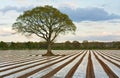 Lone tree in ploughed agricultural field