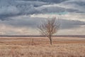 Lone tree on the prairie with a dramtic sky