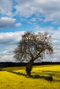 Lone tree in rapeseed field on a lovely day. Royalty Free Stock Photo