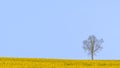 Lone tree rapeseed field - South Downs Royalty Free Stock Photo