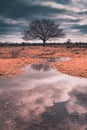 A lone tree reflecting in a river with storm clouds behind it