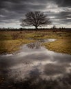 A lone tree reflecting in a river with storm clouds Royalty Free Stock Photo