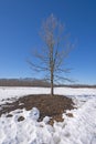 Lone Tree in the Retreating Snow