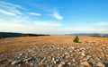 Lone tree on ridge in early morning light above Lost Water Canyon in the Pryor Mountains Wild Horse Range in Wyoming