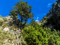 A lone tree on the rim of the Imbros Gorge near Chania, Crete on a bright sunny day Royalty Free Stock Photo